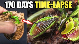 Venus Fly Trap Restoration Time Lapse 170 Days [upl. by Zachariah]