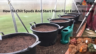 How To Chit Spuds And Start Planting First Earlys Potatoes [upl. by Raimundo]