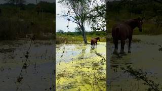 🏜️mexico horse caballos viralshort cavalo horselover fyp parati [upl. by Haakon]