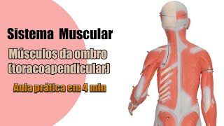 Os Músculos do Ombro toracoapendiculares  Anatomia Humana  Anatomia [upl. by Atihcnoc]