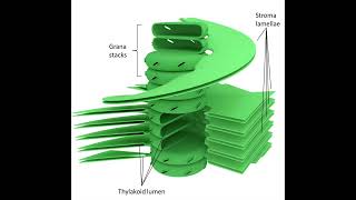 Chloroplast bio [upl. by Nonnac]