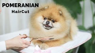 POMERANIAN GROOMING HAIRCUT How to GROOM your POMERANIAN easy at HOME Peluqueria Pomerania Corte [upl. by Enom]