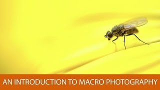 An Introduction to Macro Photography [upl. by Etta]