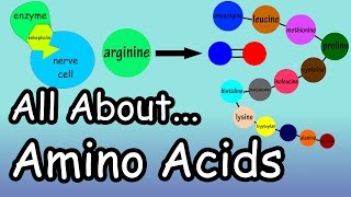 Amino Acids  What Are And What Do Amino Acids Do  What Are Complete And Incomplete Proteins [upl. by Nehtiek]