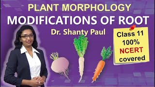 Modifications of root  Morphology of flowering plants [upl. by Meisel96]