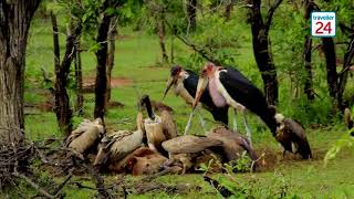 Graphic Content Vultures and marabou storks feast on hyena carcass [upl. by Htebsle711]