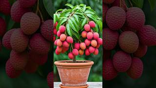 🌿The Absolute Best Way to Grow Your Litchi Tree at Home litchi gardening [upl. by Urbanus]