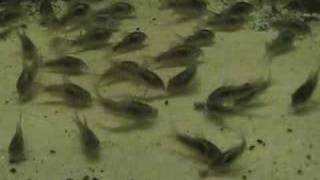 Corydoras Feeding [upl. by Cornwell987]