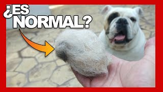 🤔🐾 Como CEPILLAR un BULLDOG y PREVENIR la CAIDA de PELO [upl. by Waylon]