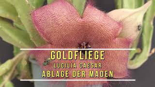 Stapelia grandiflora Aasblume mit Goldfliege  Stubenfliege [upl. by Betty]