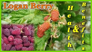 Why was the Loganberry Fruits are Important for Humans  Health Benefits  Greek Fruits [upl. by Ayekat860]