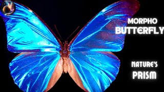 Morpho Butterfly Science Behind The Stunning Blue Phenomenon [upl. by Deidre]