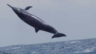 majestueux sauts de dauphins libres [upl. by Nrubliw]