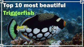 Top 10 most beautiful Triggerfish [upl. by Decima142]