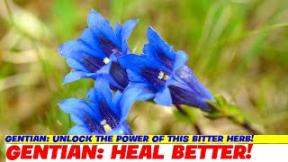 Gentian Unlock the Power of this Bitter Herb [upl. by Childs]