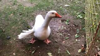 Gertie the goose enjoying her special treat jacobs crackers [upl. by Rotow]