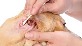 Home Remedies for Dog Ear Infections [upl. by Anitsirhcairam958]