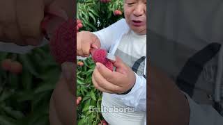 Litchi fruit without seeds  fruit shorts [upl. by Pros]