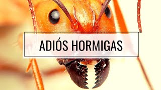 Di ADIÓS A Las HORMIGAS De Tu Huerto o Casa 🐜 Remedio CASERO y Sin Tóxicos SOLUCION DEFINITIVA [upl. by Nessnaj]