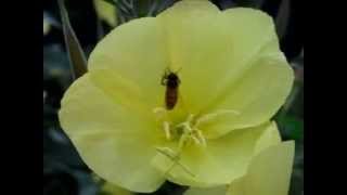 NATURAINSETTIAPI A COLAZIONE SU OENOTHERA BIENNIS [upl. by Enidaj]