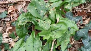 🌱Arum Maculatum tour jardin et semis soupe dorties express riche en nutriments [upl. by Pedaiah581]