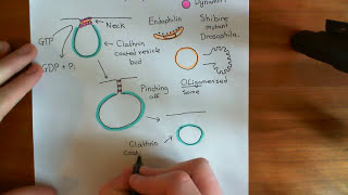 Clathrin Mediated Endocytosis and The Endocytic Pathway Part 6 [upl. by Norvil]