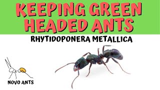 Keeping Green Headed Ants  Rhytidoponera metallica  NOVO ANTS [upl. by Buyse]