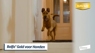 Hoe breng ik de Bolfo® Gold pipet aan bij mijn hond [upl. by Rosinski]