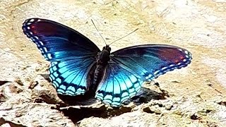 Red spotted Purple or White Admiral Butterfly Limenitis arthemis [upl. by Teiv]