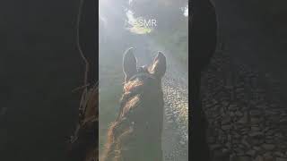 asmr horse caballos hoofbeat horsebackriding foryou parati fyp [upl. by Buehrer]