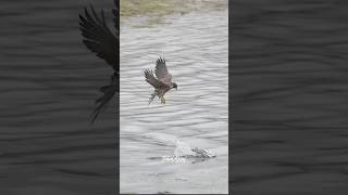 Peregrine Falcon causes a duck to crash But the Duck manages to get awayfalcon peregrinefalcon [upl. by Augy]