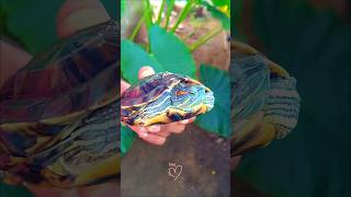 Im slider tortoise paiyadei  NEJCADworks [upl. by Eenafit]