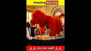 Amazing Red Dog shorts movie [upl. by Hpotsirhc21]