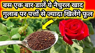 Best Homemade Natural Fertilizer For Rose Plant Rose plant growing tipsगुलाब की देखभालSave rose [upl. by Tarsus]