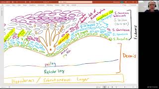 Biology 2010 Chapter 5 Integumentary System Dermis Video 3 [upl. by Danit]