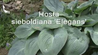 Favorite Hostas by David Wilson [upl. by Lechar]