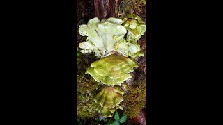 Trametes versicolor [upl. by Akemor]