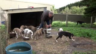 Greyhound care The basics of successful greyhound breeding [upl. by Erminia]