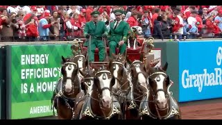 Budweiser Clydesdales circle field on 2024 Opening Day at Busch Stadium [upl. by Serilda]