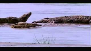 Gustave The Giant Nile Crocodile VS The Hippopotamus Discussion Video [upl. by Weidar838]