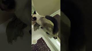 My Siamese Cat Eveytime I Exit the Shower  Cat Meows [upl. by Dori]