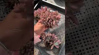 Graptoveria ruby donna crested—— Mermaid tail succulent succulent succulentobsession [upl. by Nemad]