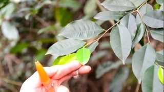 「香港中草藥探索之旅」植物導賞影片  土沉香 Aquilaria sinensis Lour Gilg [upl. by Bartley]