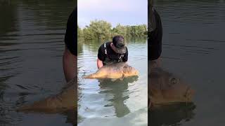 52lb plus carp going back caught at range at Prunet lake France 🇫🇷 😁 carpfishing [upl. by Koral728]