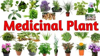 Medicinal Plants  Ayurveic Plants Name  Medicinal Plants In English With Pictures And Spelling [upl. by Hadeis]