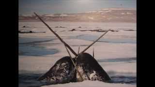 What do narwhals use their tusks for [upl. by Paymar]