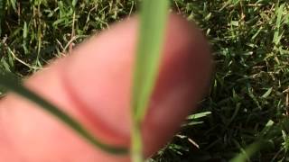 Zoysia grass identification by Shawn Schutte [upl. by Ahtelra]