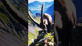 A gigantic ibex is impressive animals wildlife mountain [upl. by Odareg]