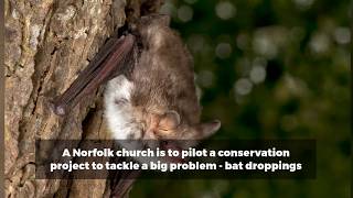 Pioneering project to tackle church bat dropping problem [upl. by Viva319]