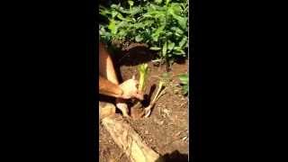 How To Plant a Crinum Lily Bulb wwwJenksFarmercom [upl. by Friend]